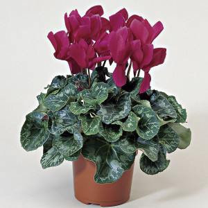 Cyclamen Robusto Sie...