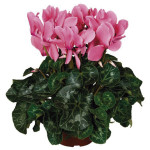 Cyclamen Robusto Sup...