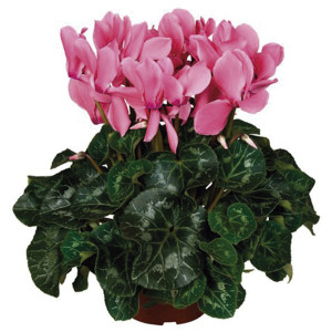 Cyclamen Robusto Sup...