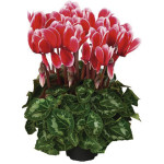 Cyclamen Robusto Sup...