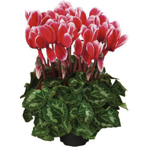 Cyclamen Robusto Sup...