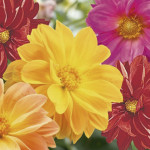 Dalia Garden Pride...