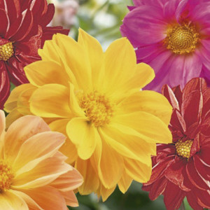 Dalia Garden Pride...