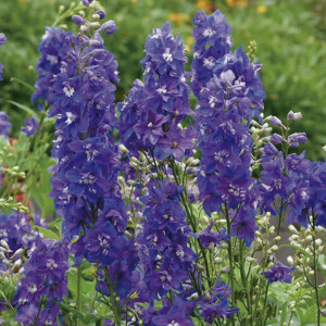 Delphinium Dasante...