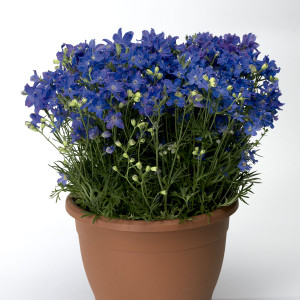 Delphinium Delfix...