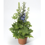 Delphinium Delphina...
