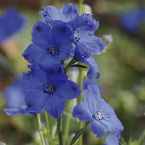 Delphinium Diamonds...
