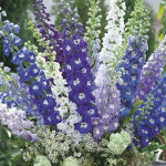 Delphinium Aurora...
