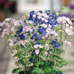 Delphinium Jenny's P...