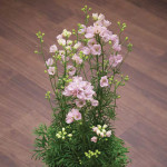 Delphinium Jenny's P...