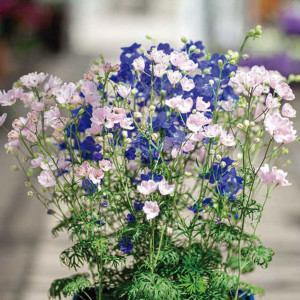 Delphinium F1 Jenny'...