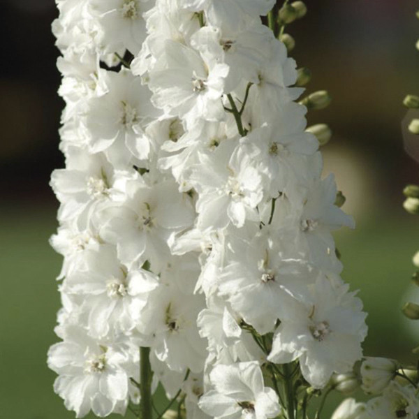 Delphinium Guardian