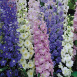 Delphinium Guardian...