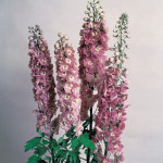 Delphinium Magic Fou...