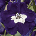 Delphinium Magic Fou...
