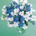 Delphinium Planet...