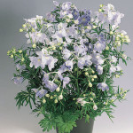 Delphinium Summer...
