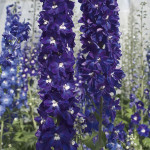 Delphinium Candle...