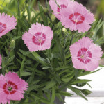 Dianthus Gratianopol...
