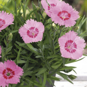 Dianthus Gratianopol...