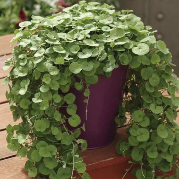 Dichondra Emerald Falls