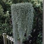 Dichondra Silver Fal...