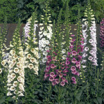 Digitalis Camelot...
