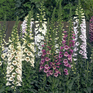Digitalis Camelot...