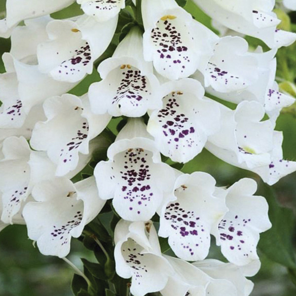 Digitalis Dalmatian