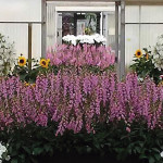 Digitalis Panther F1...