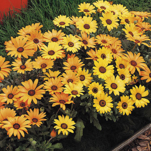 Dimorphotheca Spring...