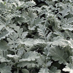 Dusty Miller Quicksi...