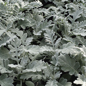 Dusty Miller Quicksi...