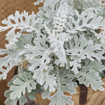 Dusty Miller Silvera...