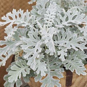 Dusty Miller Silvera...