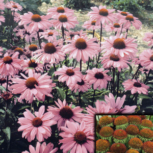 Echinacea Bravado...