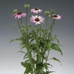 Echinacea Purpurea P...