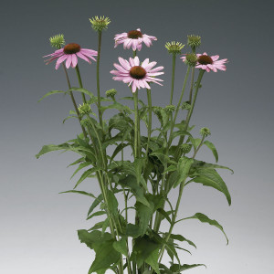 Echinacea Purpurea P...