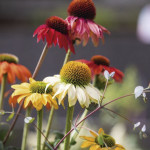 Echinacea Purpurea P...