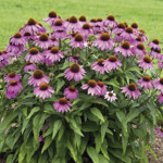 Echinacea Primadonna...
