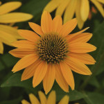 Echinacea Artisan Co...