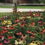 Echinacea Cheyenne S...