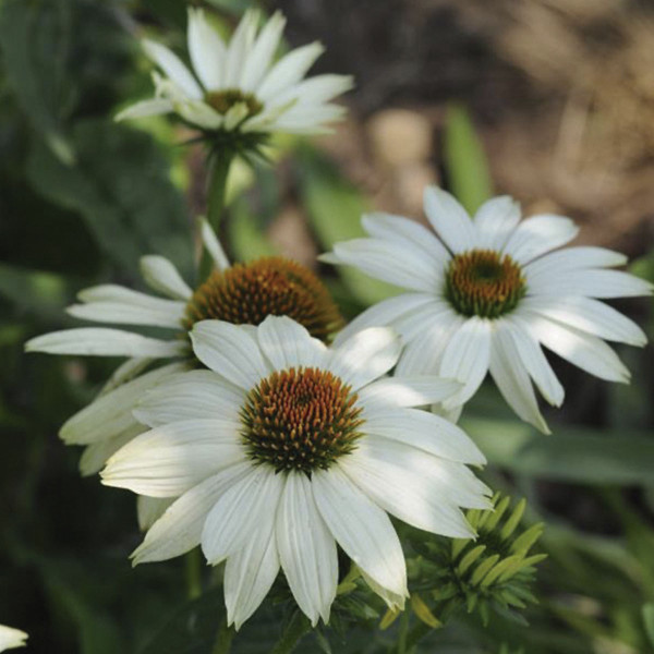 Echinacea Powwow