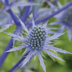 Eryngium Glitter...