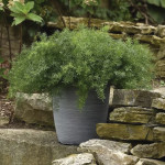 Esparrago Frizz Fuzz...