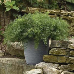 Esparrago Frizz Fuzz...