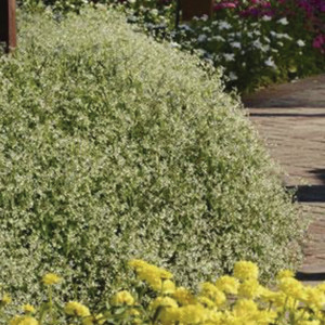 Euphorbia (Euphorbia...