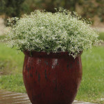 Euphorbia Glitz...