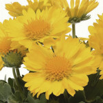 Gaillardia Mesa...