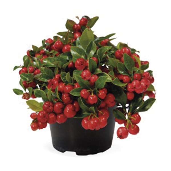 Gaultheria Procumbens Merry Berry Big Red